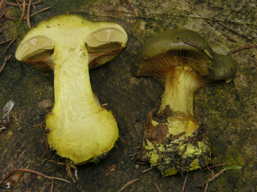 Cortinarius atrovirens Kalchbr